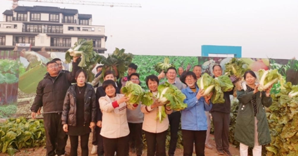 春风合院项目举办冬季蔬菜采摘活动